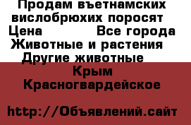 Продам въетнамских вислобрюхих поросят › Цена ­ 2 500 - Все города Животные и растения » Другие животные   . Крым,Красногвардейское